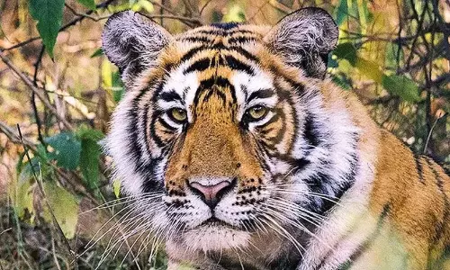 Kerala : बाघ संरक्षण प्राधिकरण के दिशा-निर्देशों की भी अनदेखी की गई Kerala : बाघ संरक्षण प्राधिकरण के दिशा-निर्देशों की भी अनदेखी की गई