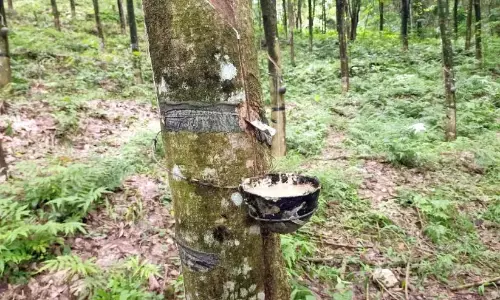 डर के मारे टैपिंग बंद हो गई; विरोध प्रदर्शन में श्रमिक डर के मारे टैपिंग बंद हो गई; विरोध प्रदर्शन में श्रमिक