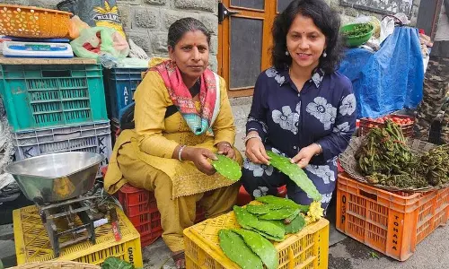 Himachal: नागफनी, एक पाककला जिज्ञासा और एक औषधीय चमत्कार Himachal: नागफनी, एक पाककला जिज्ञासा और एक औषधीय चमत्कार