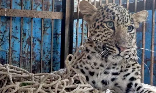 नांगल से बचाए गए घायल तेंदुए को Chhatbir Zoo में स्थानांतरित किया गया नांगल से बचाए गए घायल तेंदुए को Chhatbir Zoo में स्थानांतरित किया गया
