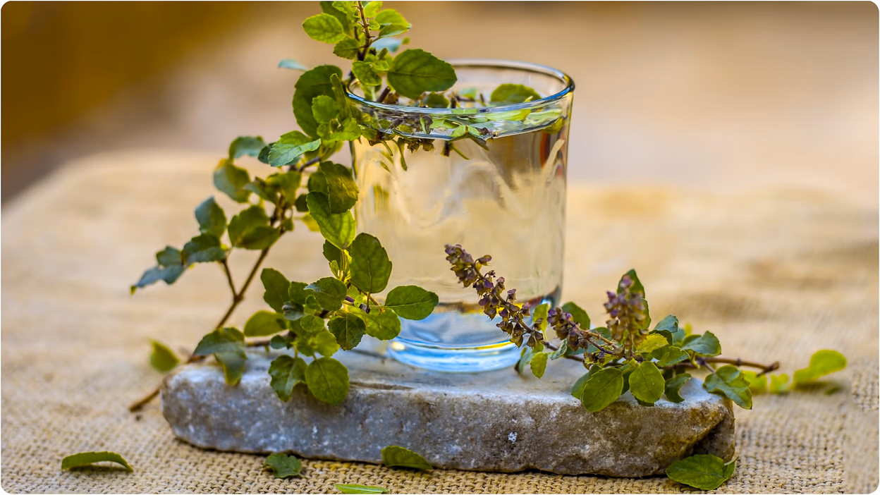 Tulsi का पानी भी दूर कर सकता है आर्थिक तंगी, अपनाएं ये उपाय