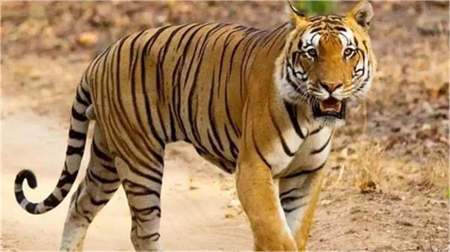 Jammu-Kashmir: रिहायशी इलाके के पास दिखा तेंदुआ , लोगों में दहशत Jammu-Kashmir: रिहायशी इलाके के पास दिखा तेंदुआ , लोगों में दहशत