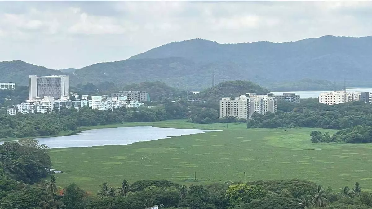 Mumbai : पवई झील को जलकुंभी के खतरे से बचाने के लिए बीएमसी सीवेज लाइनों को डायवर्ट करेगी Mumbai : पवई झील को जलकुंभी के खतरे से बचाने के लिए बीएमसी सीवेज लाइनों को डायवर्ट करेगी