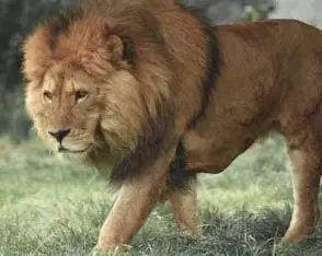 गुजरात में एशियाई शेरों की संख्या में वृद्धि गुजरात में एशियाई शेरों की संख्या में वृद्धि