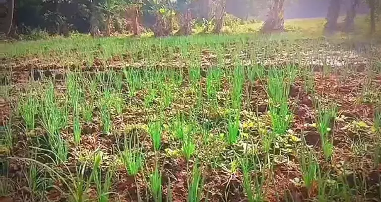 Andhra कैबिनेट पैनल ने कृषि कीमतों और किसानों के मुद्दों पर चर्चा की Andhra कैबिनेट पैनल ने कृषि कीमतों और किसानों के मुद्दों पर चर्चा की