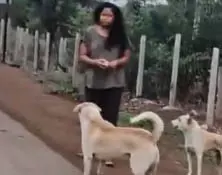 कारोबारी की बेटी की दबंगई, पाल रखी हैं खूंखार कुत्ते, सड़क से गुजरने वाले परेशान कारोबारी की बेटी की दबंगई, पाल रखी हैं खूंखार कुत्ते, सड़क से गुजरने वाले परेशान