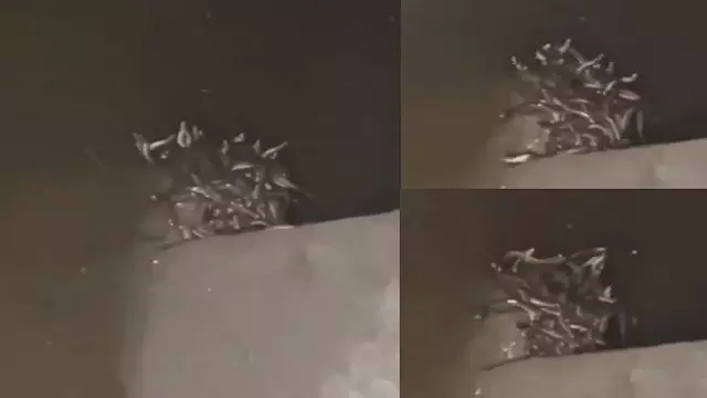 टॉयलेट टैंक के नीचे रेंगते मिले सांप, Video वायरल टॉयलेट टैंक के नीचे रेंगते मिले सांप, Video वायरल