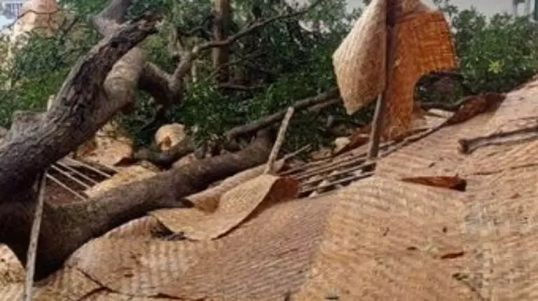 GOA: नए बागा रेस्तरां के उद्घाटन से कुछ दिन पहले आम का पेड़ गिरा, 3.5 लाख रुपये का नुकसान GOA: नए बागा रेस्तरां के उद्घाटन से कुछ दिन पहले आम का पेड़ गिरा, 3.5 लाख रुपये का नुकसान