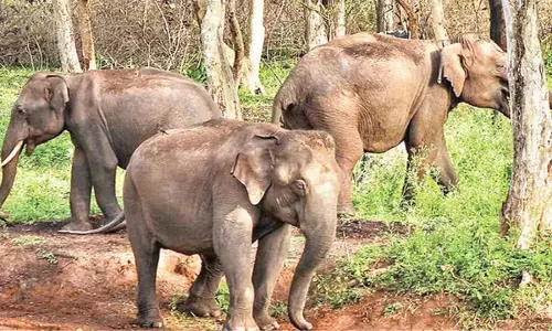 AP में छह कुमकी हाथी पहुंचे