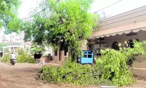 पेड़ों की अवैज्ञानिक कटाई-छंटाई; हरियाली का विनाश