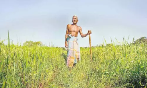 धान की रोपाई: पंजाब में निर्बाध बिजली आपूर्ति सुनिश्चित की जाएगी
