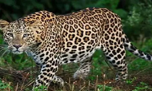 Rampur: अलीनगर जागीर में तेंदुआ देखे जाने से ग्रामीणों में दहशत