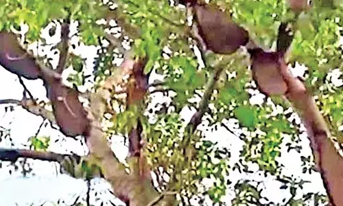 Odisha : मधुमक्खियों के हमले में 30 लोग घायल Odisha : मधुमक्खियों के हमले में 30 लोग घायल