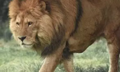 गुजरात में एशियाई शेरों की संख्या में वृद्धि गुजरात में एशियाई शेरों की संख्या में वृद्धि