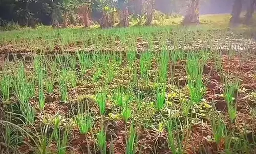 Andhra कैबिनेट पैनल ने कृषि कीमतों और किसानों के मुद्दों पर चर्चा की Andhra कैबिनेट पैनल ने कृषि कीमतों और किसानों के मुद्दों पर चर्चा की