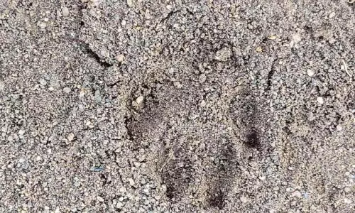 थेनपुझा और पूवांची में बाघ; पैरों के निशान बाघ के होने का अनुमान