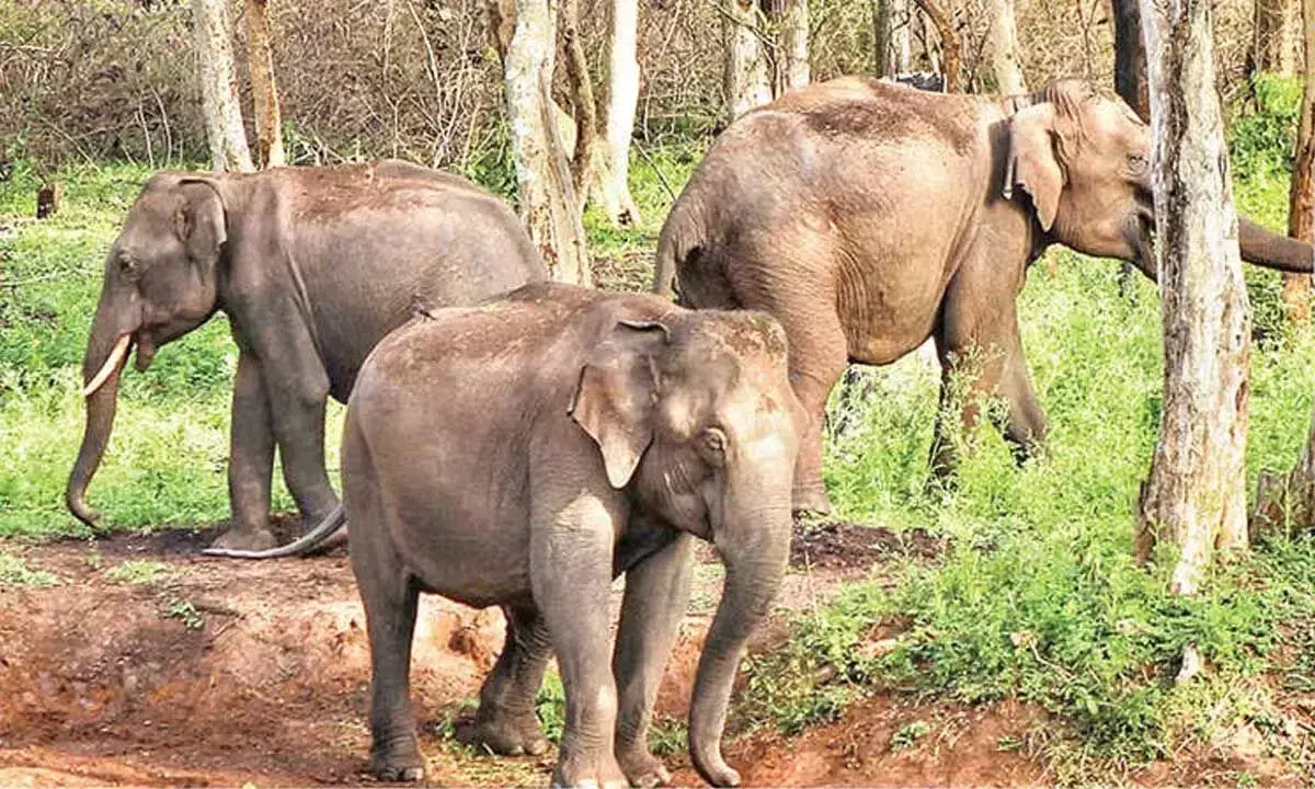 Andhra: छह कुमकी हाथी आंध्र प्रदेश पहुंचे Andhra: छह कुमकी हाथी आंध्र प्रदेश पहुंचे