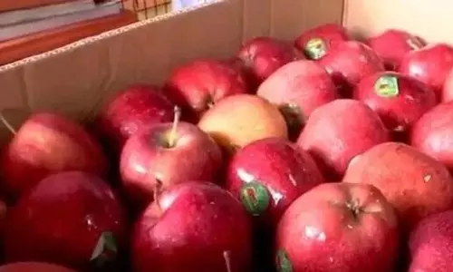 Himachal के बागवानों ने तुर्की सेबों पर किया रोक की मांग