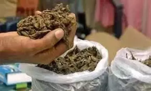 Anakapalli पुलिस ने 130 किलोग्राम गांजा जब्त किया, एक गिरफ्तार