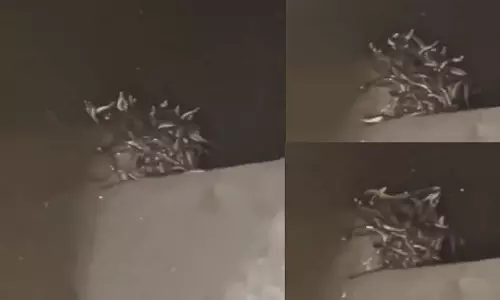 टॉयलेट टैंक के नीचे रेंगते मिले सांप, Video वायरल