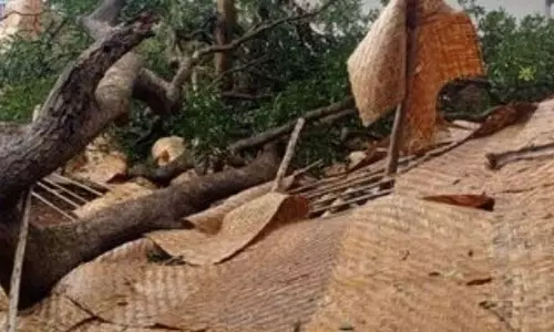 GOA: नए बागा रेस्तरां के उद्घाटन से कुछ दिन पहले आम का पेड़ गिरा, 3.5 लाख रुपये का नुकसान