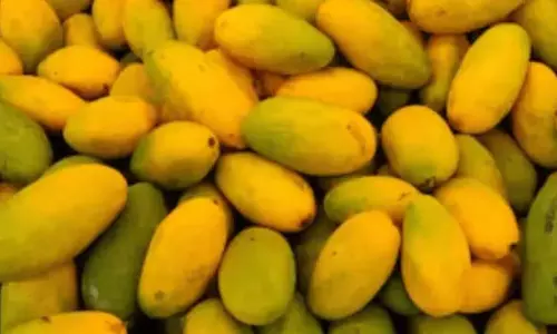 Mango फलों के राजा का जश्न मनाने के लिए 3 अवश्य आज़माएँ व्यंजन Mango फलों के राजा का जश्न मनाने के लिए 3 अवश्य आज़माएँ व्यंजन