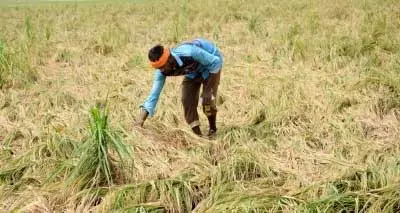 तमिलनाडु: बेमौसम बारिश से फसलों को भारी नुकसान, किसानों ने मांगा मुआवजा तमिलनाडु: बेमौसम बारिश से फसलों को भारी नुकसान, किसानों ने मांगा मुआवजा