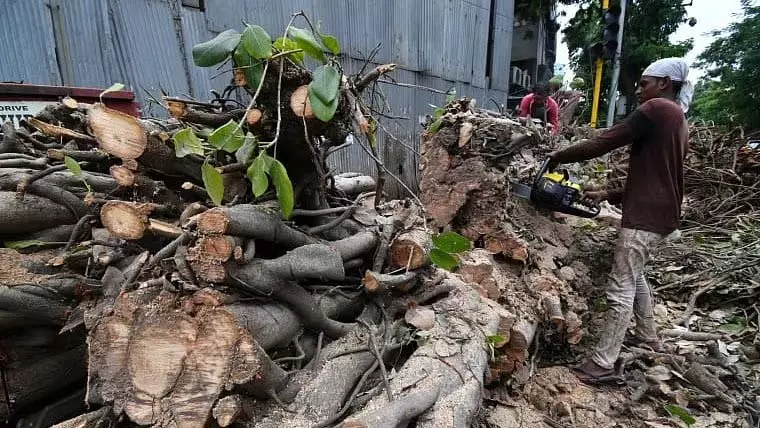 Mumbai : बायकुला किंजल टॉवर के पास खड़ी गाड़ियों पर पेड़ गिरने से एक व्यक्ति घायल Mumbai : बायकुला किंजल टॉवर के पास खड़ी गाड़ियों पर पेड़ गिरने से एक व्यक्ति घायल