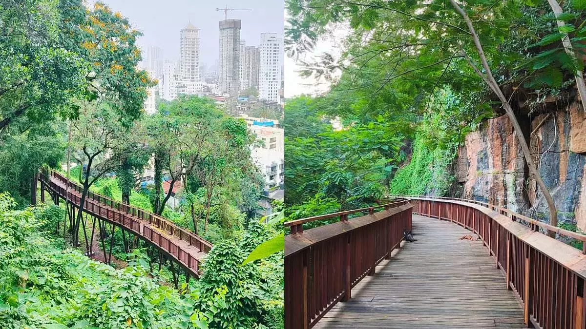 Mumbai : पेड़ गिरने के डर से मालाबार हिल वॉकवे पर जाने की योजना बना रहे Mumbai : पेड़ गिरने के डर से मालाबार हिल वॉकवे पर जाने की योजना बना रहे
