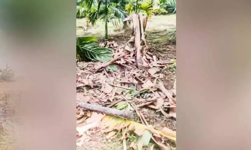 Kerala: जंगली हाथियों का पम्बनपारा में उत्पात जारी Kerala: जंगली हाथियों का पम्बनपारा में उत्पात जारी