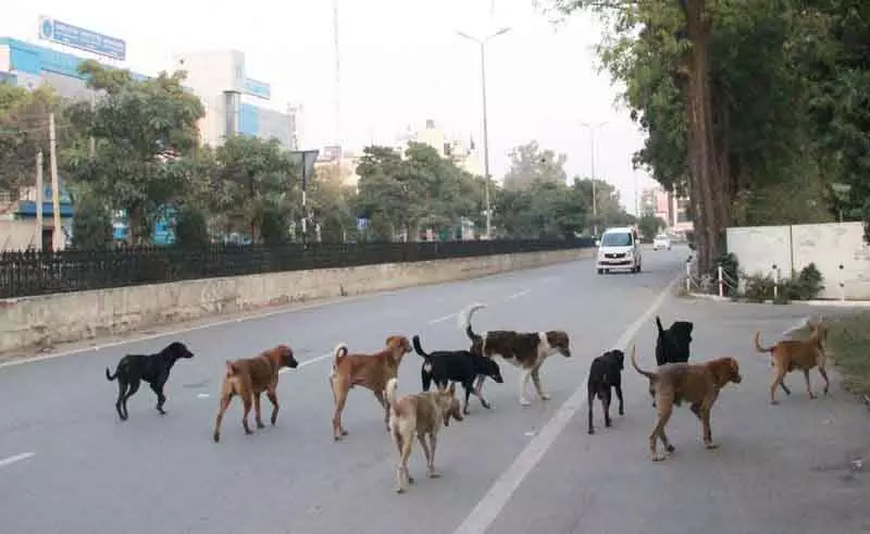Phagwara में आवारा कुत्तों का आतंक बढ़ा, एक महीने में 250 कुत्तों को काटा Phagwara में आवारा कुत्तों का आतंक बढ़ा, एक महीने में 250 कुत्तों को काटा