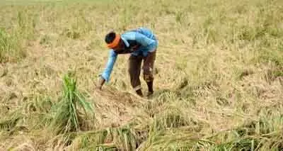 Tamil Nadu के किसानों ने बेमौसम बारिश के बाद फसल नुकसान के लिए मुआवजे की मांग की Tamil Nadu के किसानों ने बेमौसम बारिश के बाद फसल नुकसान के लिए मुआवजे की मांग की