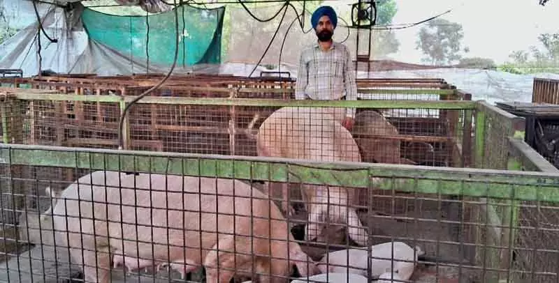 Ludhiana: सुअर पालन से धन कमाने में मदद Ludhiana: सुअर पालन से धन कमाने में मदद