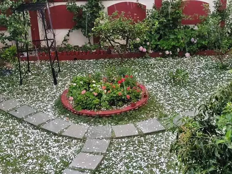 Palampur में बारिश और तूफान ने मचाई तबाही, बिजली की लाइनें क्षतिग्रस्त, फसलें बर्बाद Palampur में बारिश और तूफान ने मचाई तबाही, बिजली की लाइनें क्षतिग्रस्त, फसलें बर्बाद
