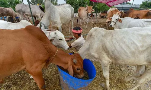 रेखा ने दिल्ली की डेयरियों के कायाकल्प का वादा किया