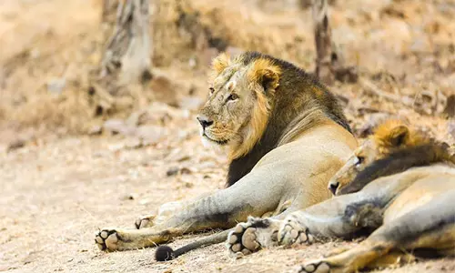भारत में एशियाई शेरों की संख्या में तेज वृद्धि, 891 तक पहुंची: केंद्रीय पर्यावरण मंत्री Bhupendra Yadav