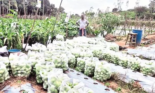 Odisha : सब्जी की खेती मुनाफा अच्छा हुआ Odisha : सब्जी की खेती मुनाफा अच्छा हुआ
