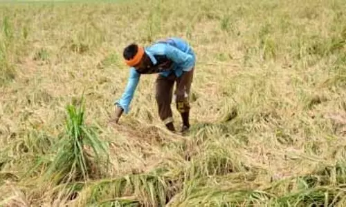 तमिलनाडु: बेमौसम बारिश से फसलों को भारी नुकसान, किसानों ने मांगा मुआवजा