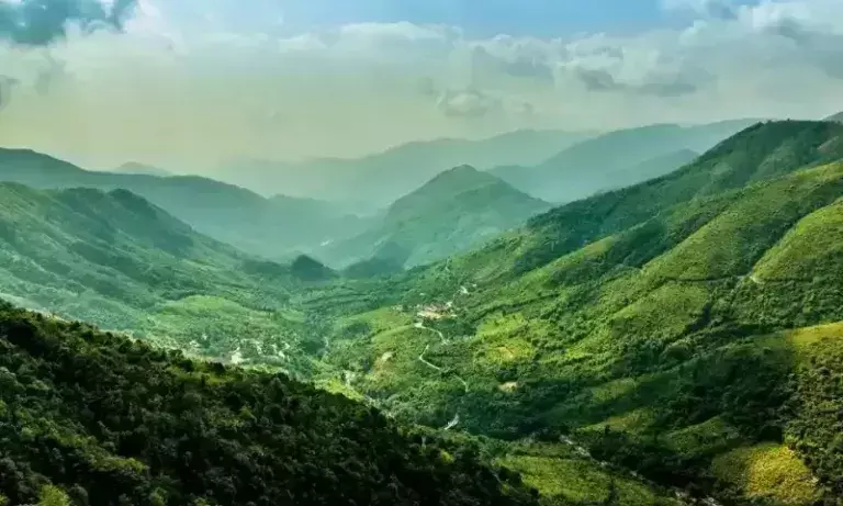 Assam: ग्लोबल रिपोर्ट का दावा: भारत में 2024 तक खत्म हो सकते हैं 18,200 हेक्टेयर जंगल