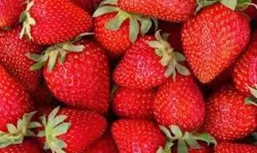 Fruits for Collagen:कोलेजन को प्राकृतिक रूप से बढ़ाने के लिए अपने आहार में ये 8 फल शामिल करें Fruits for Collagen:कोलेजन को प्राकृतिक रूप से बढ़ाने के लिए अपने आहार में ये 8 फल शामिल करें