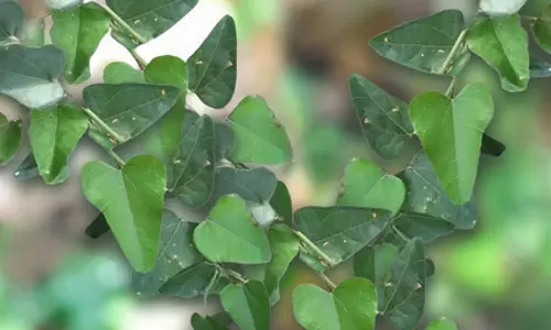 एक जादुई पौधा जो शराब क्या हर नशा छुड़ा देगा