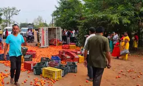 टमाटर की लूट, पिकअप पलटने पर टूट पड़े लोग टमाटर की लूट, पिकअप पलटने पर टूट पड़े लोग