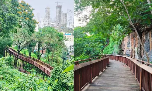 Mumbai : पेड़ गिरने के डर से मालाबार हिल वॉकवे पर जाने की योजना बना रहे