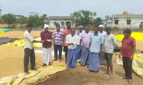 Nirmal में बेमौसम बारिश से धान किसानों को नुकसान