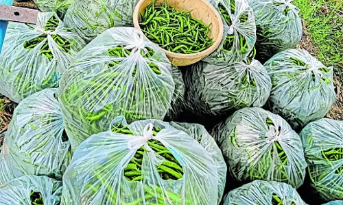 चन्नम्मा की कित्तूर: किसानों के लिए मसालेदार मिर्च