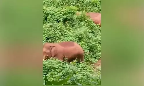 टिड्डियों का एक झुंड एडाथनडुकरा मुंडकुन्न पर उतर आया और फसलों को नष्ट कर दिया