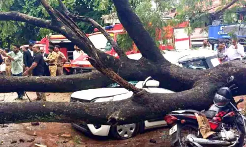 Kerala: न्यायालय परिसर में एक पेड़ गिर गया, जिससे वाहनों को नुकसान पहुंचा