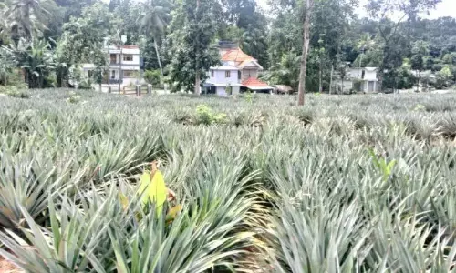भीषण गर्मी और असमय वर्षा; अनानास किसान संकट में भीषण गर्मी और असमय वर्षा; अनानास किसान संकट में