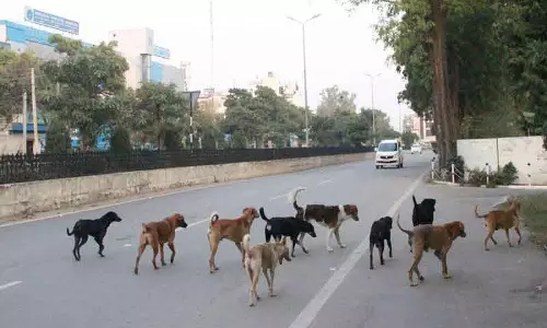 Phagwara में आवारा कुत्तों का आतंक बढ़ा, एक महीने में 250 कुत्तों को काटा