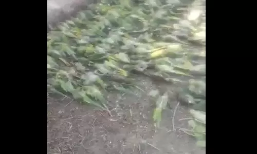मची खलबली 100 से अधिक तोतों की मौत के बाद, VIDEO देख सहम जाएगा दिल मची खलबली 100 से अधिक तोतों की मौत के बाद, VIDEO देख सहम जाएगा दिल